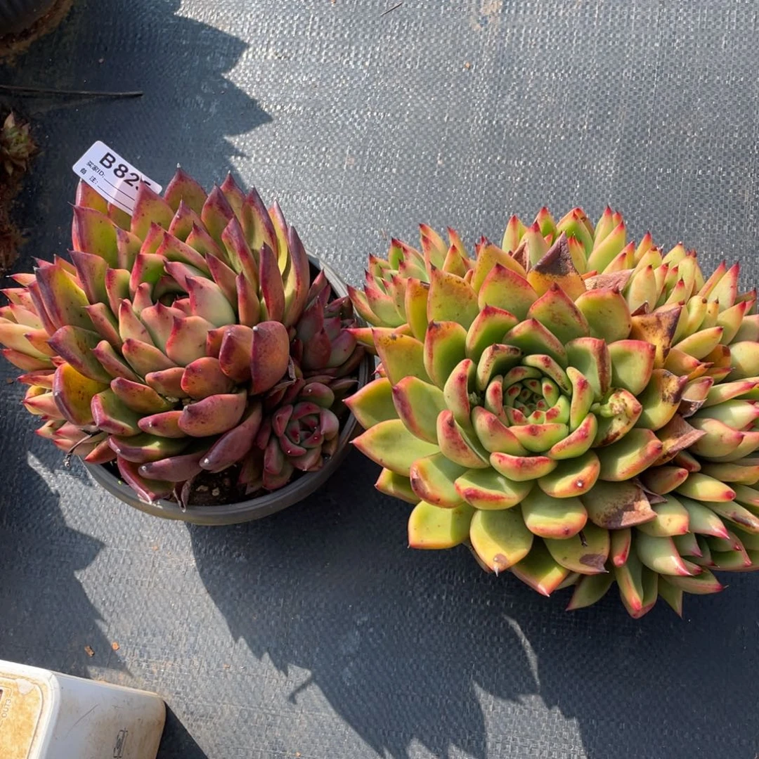 杰***洁无花朵若如东云组拍B825