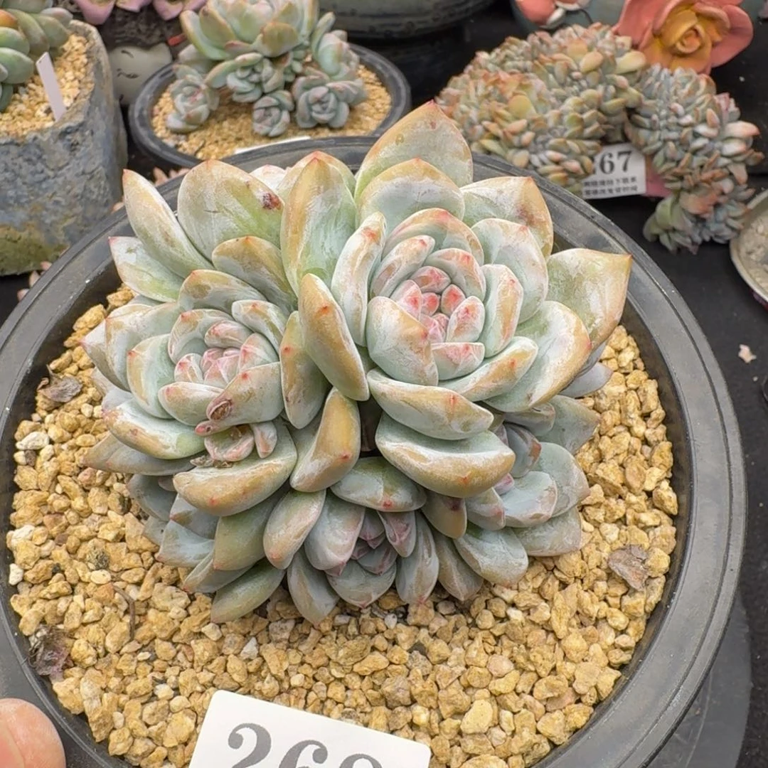 268石榴籽星影9头有砍10-11cm（满58包邮冷链）