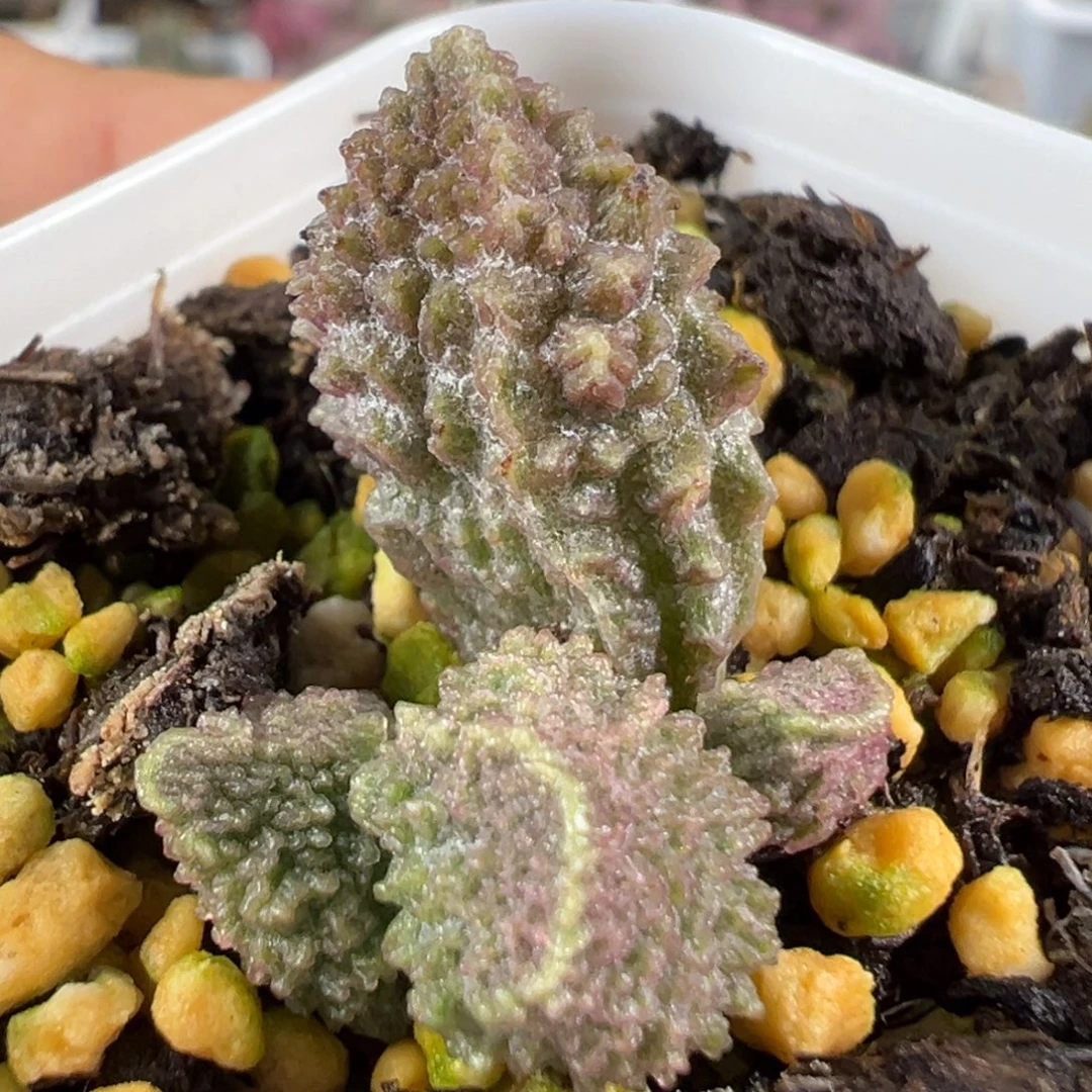 w大刺款实生新品多肉植物
