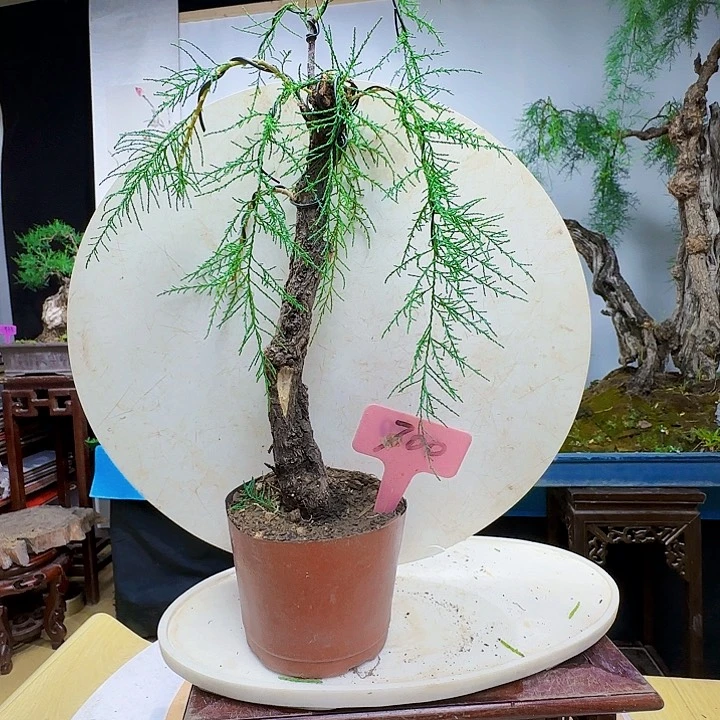 否***者无花朵三春柳柽柳都包邮