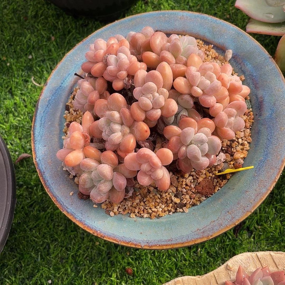 香玉群生多肉植物一物一拍多