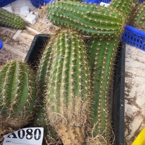 瑕疵毛花柱a 080