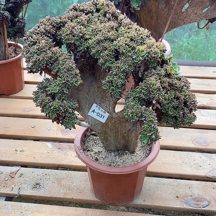 031 玫瑰自然朵缀带断枝宽32 公分