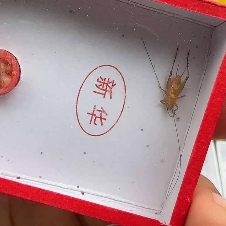 鸣虫虫具一条包邮