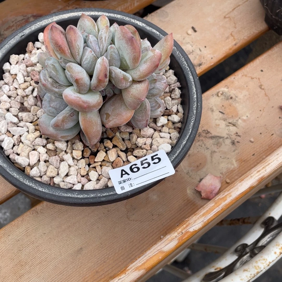 **** A655静好多肉园艺