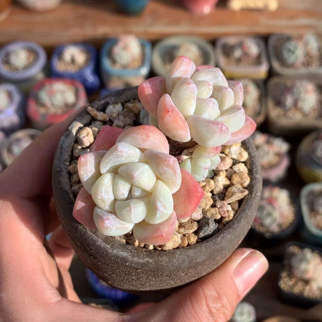 06 白底冰玉 白透 老桩高杆双头 清仓 6.5cm