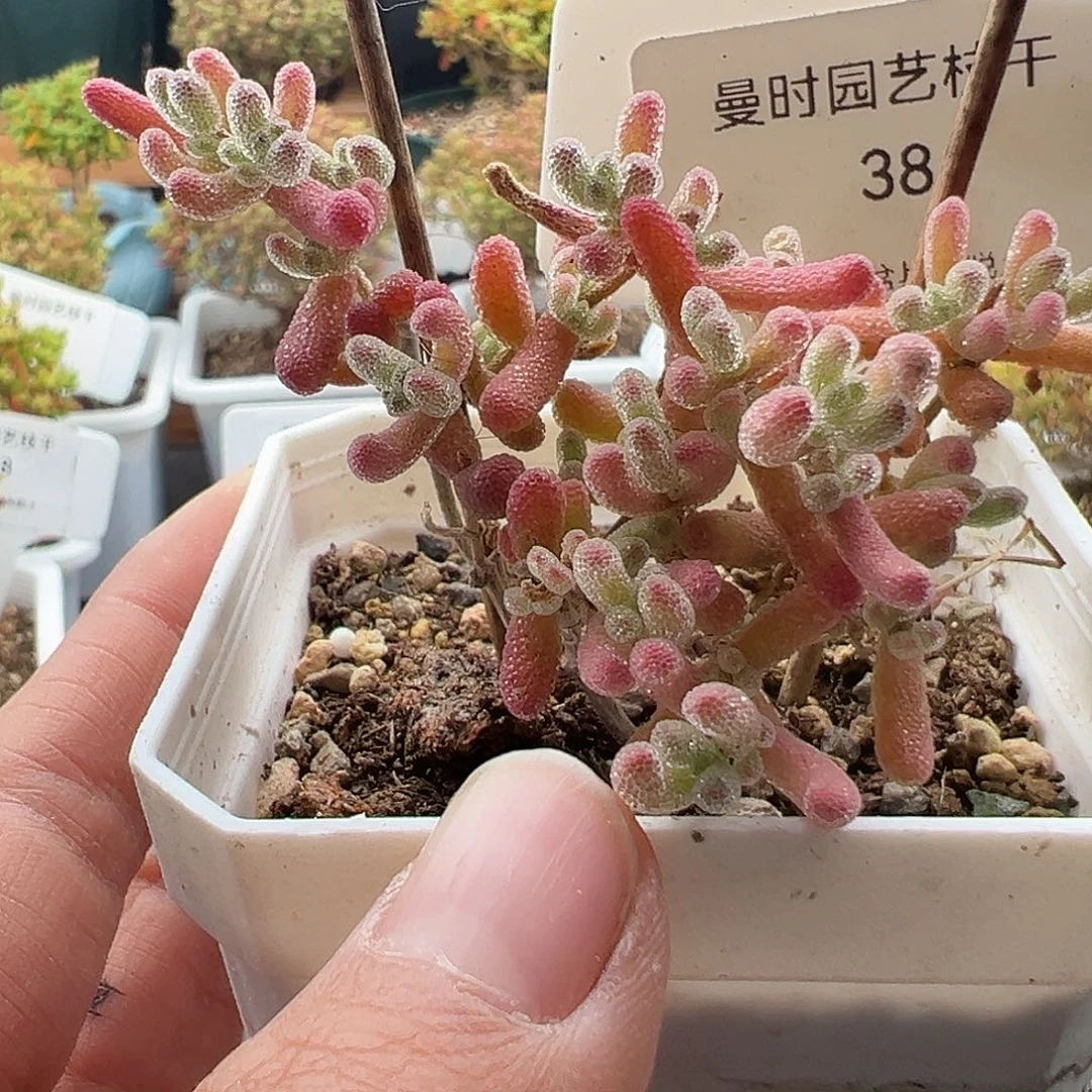 ?38号粉冰晶12.9多肉