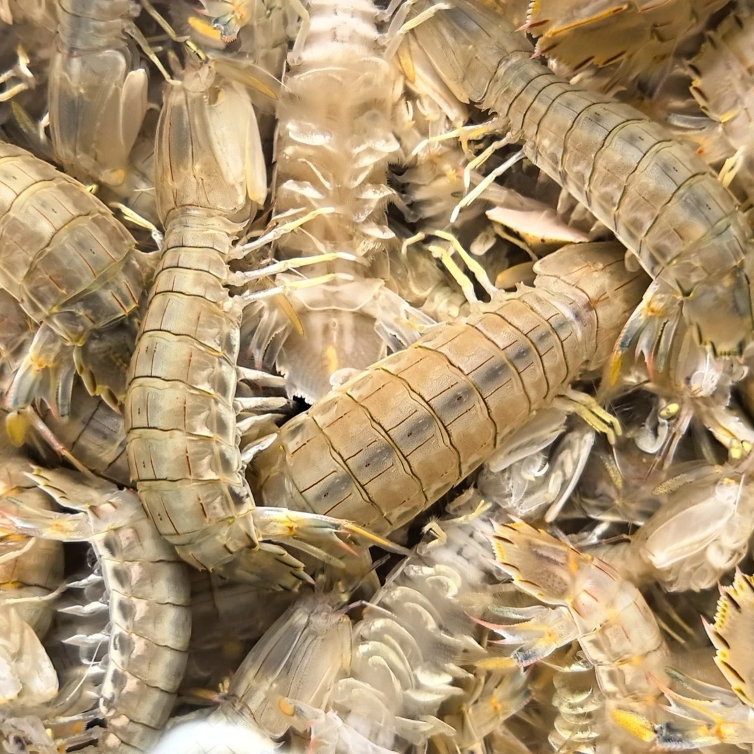 ［鲜活］皮皮虾带籽母皮皮虾 （ 母虾500克约15-20只）/份（加购物车可选公母）