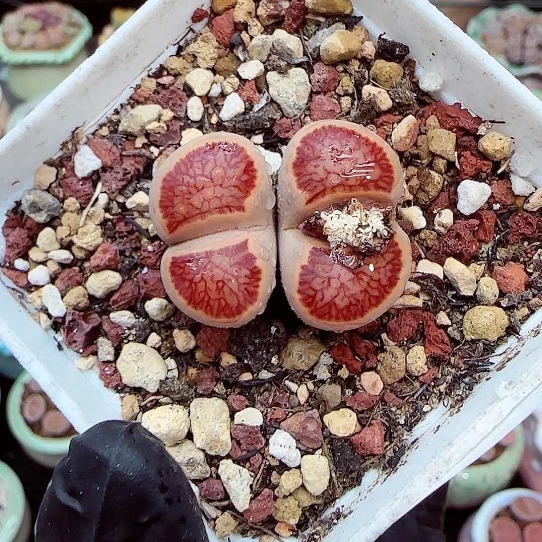 生石花满18包邮1219-95
