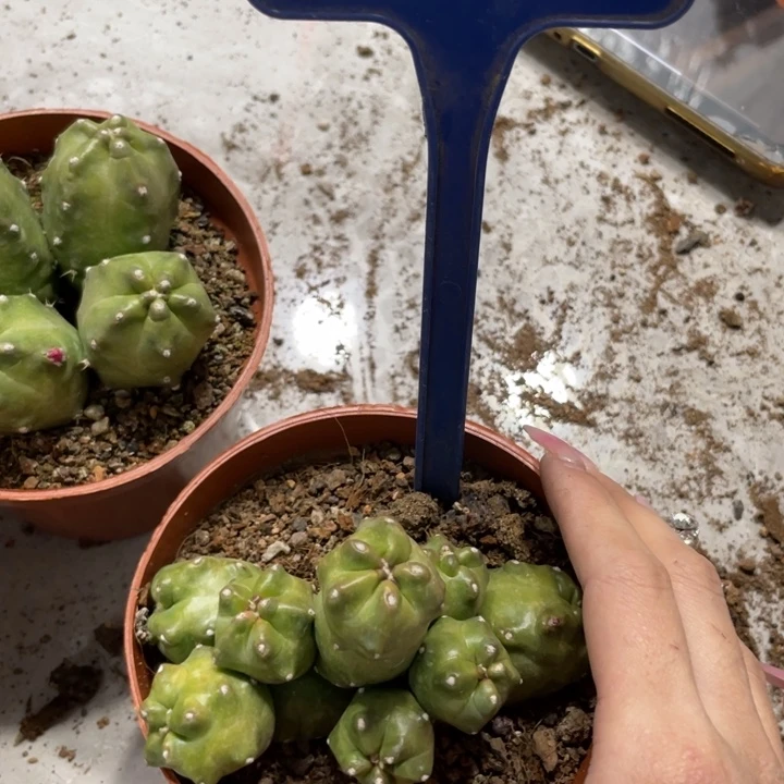 橙桃多头新品一物一拍380