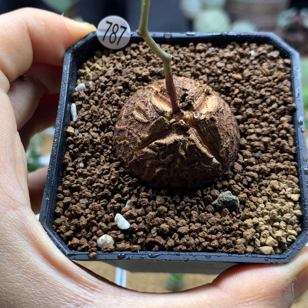 福利南非龟甲龙带盆发货787