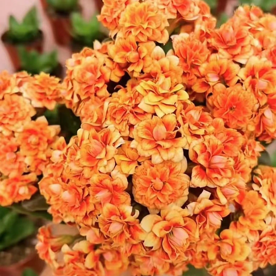 嘉年华花后苗 泽家长寿 大花复色独杆