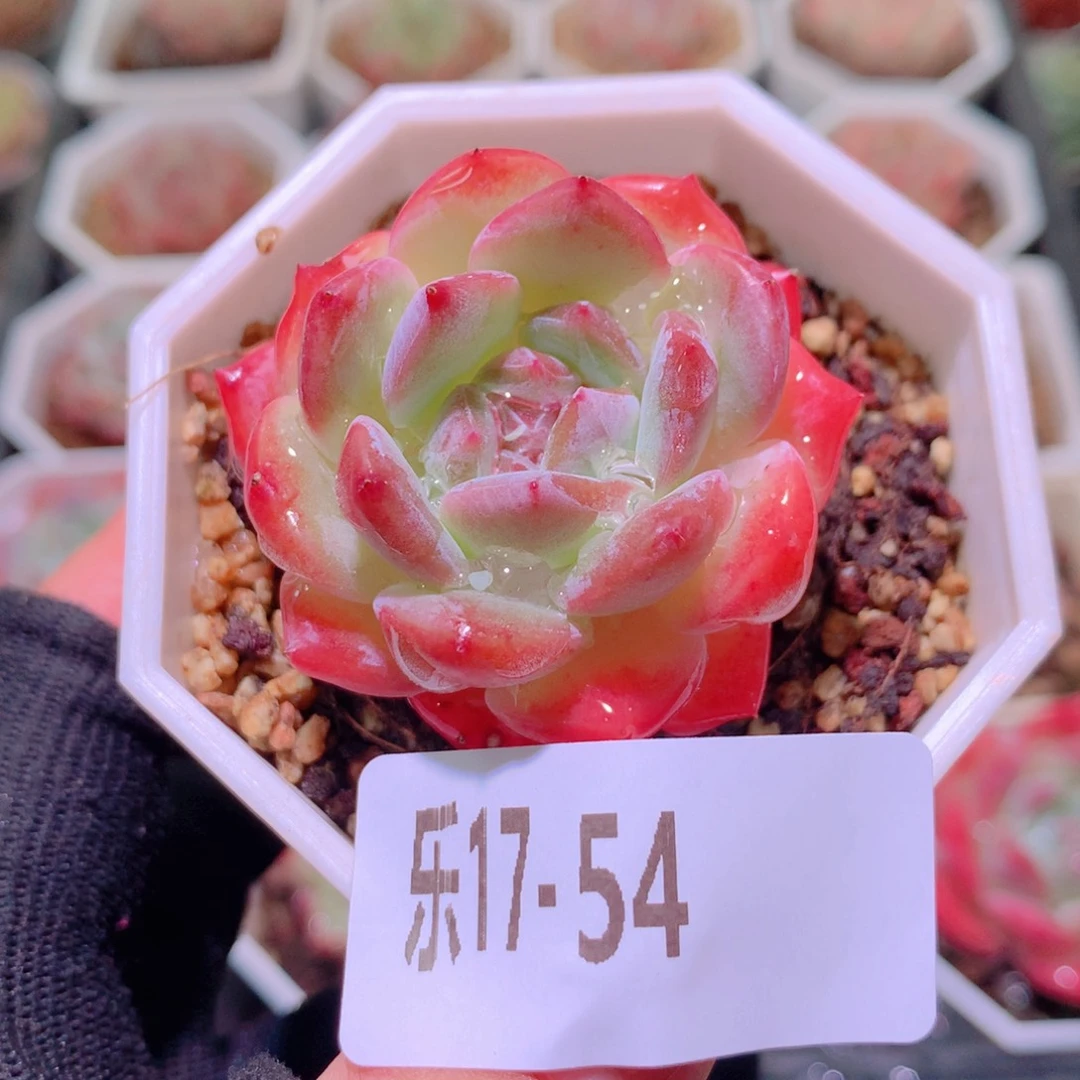 乐然17-54 精选糖心