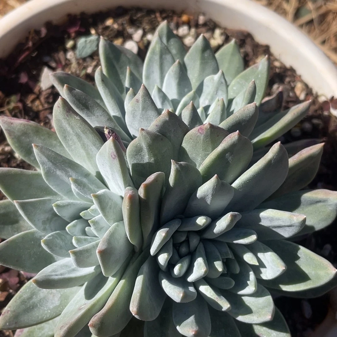 【闪购商品】60178