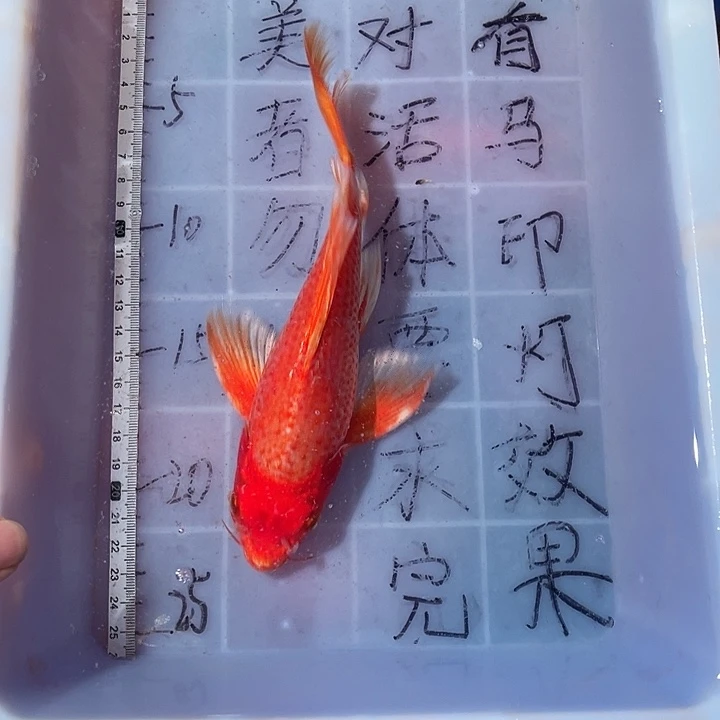 蝴蝶鲤渔场直发01