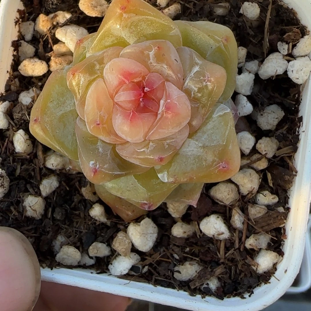 多肉小卡拉米糖心一物一拍