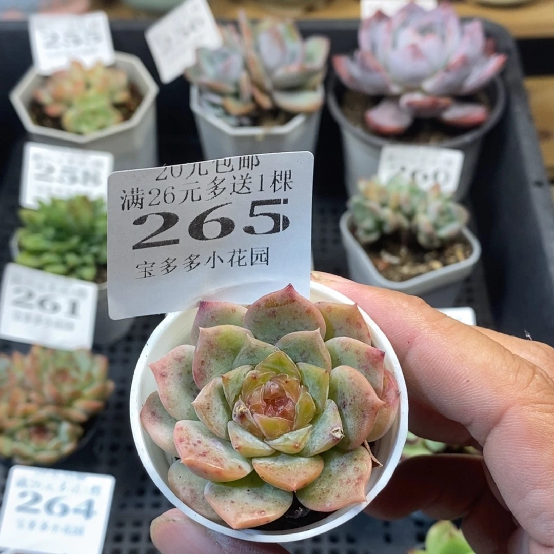 糖心一物一拍满20元包邮满26送一颗