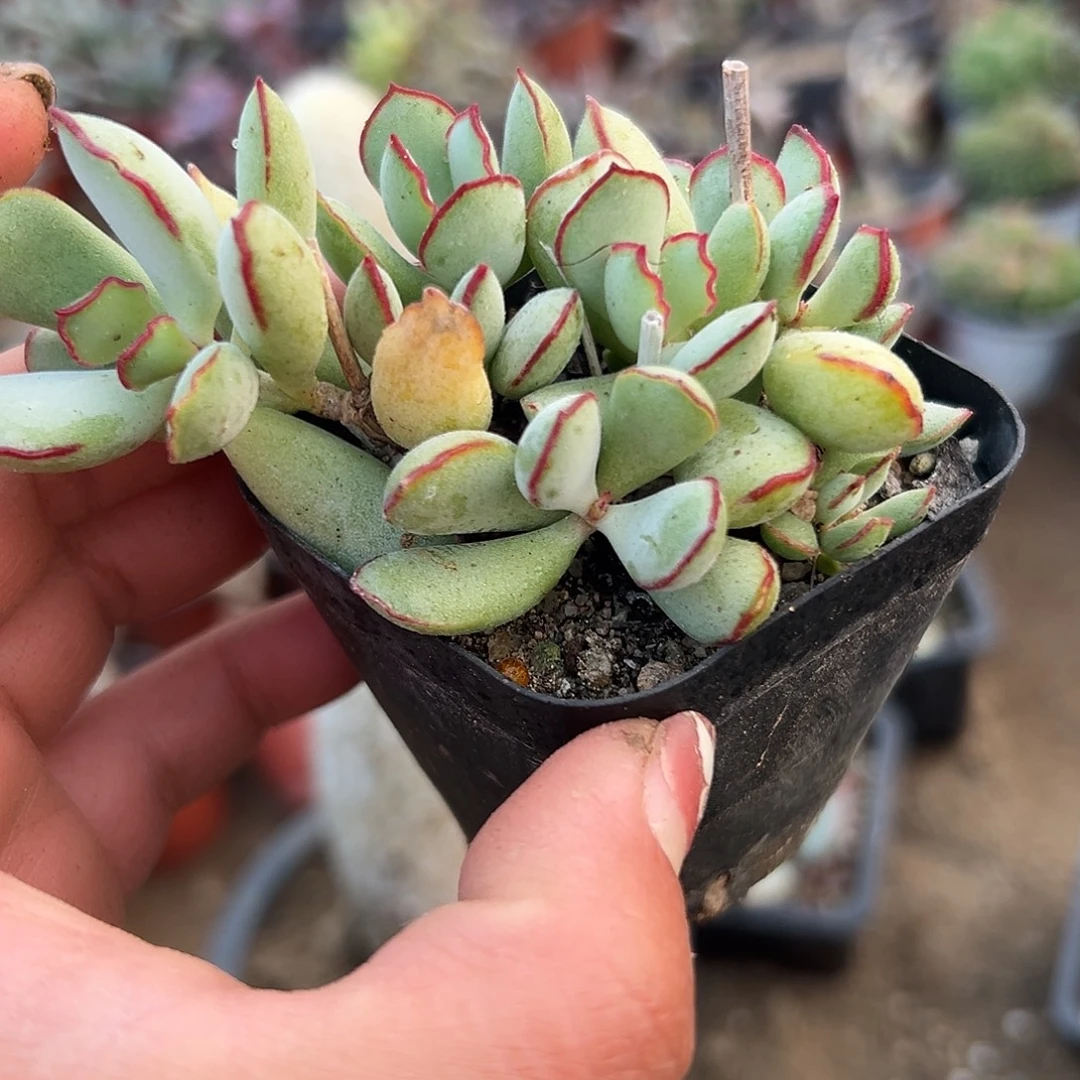 多肉植物巧克力线