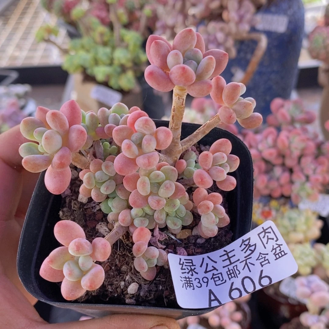 鱼子酱6cm606多肉植物