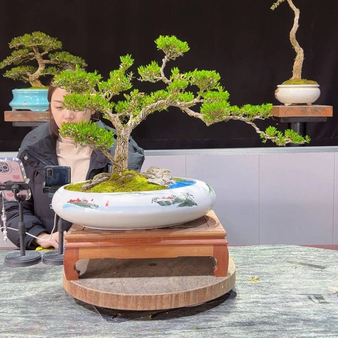 四季常青老桩黄杨盆景