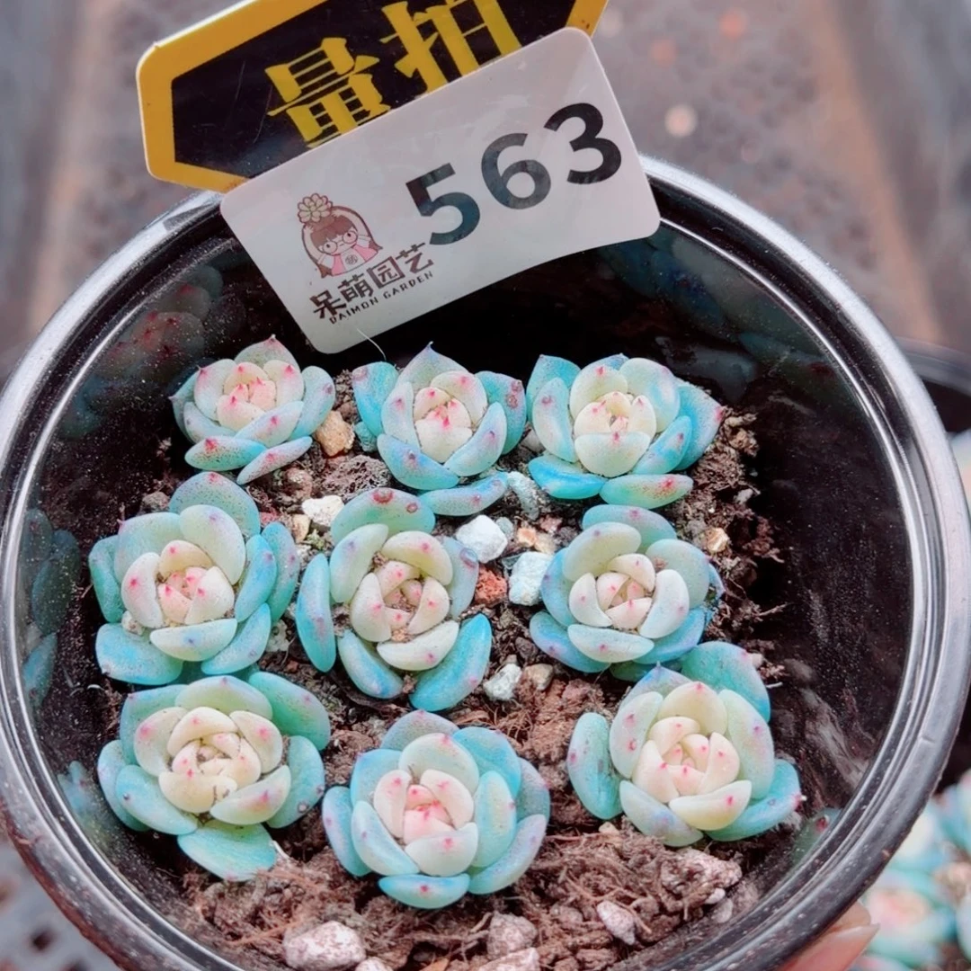 多肉植物多肉植物