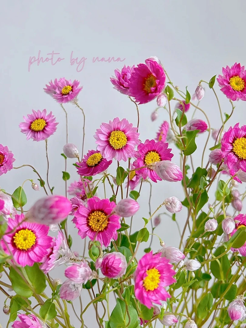 婵之语 鲁丹鸟稀有小众鲜花