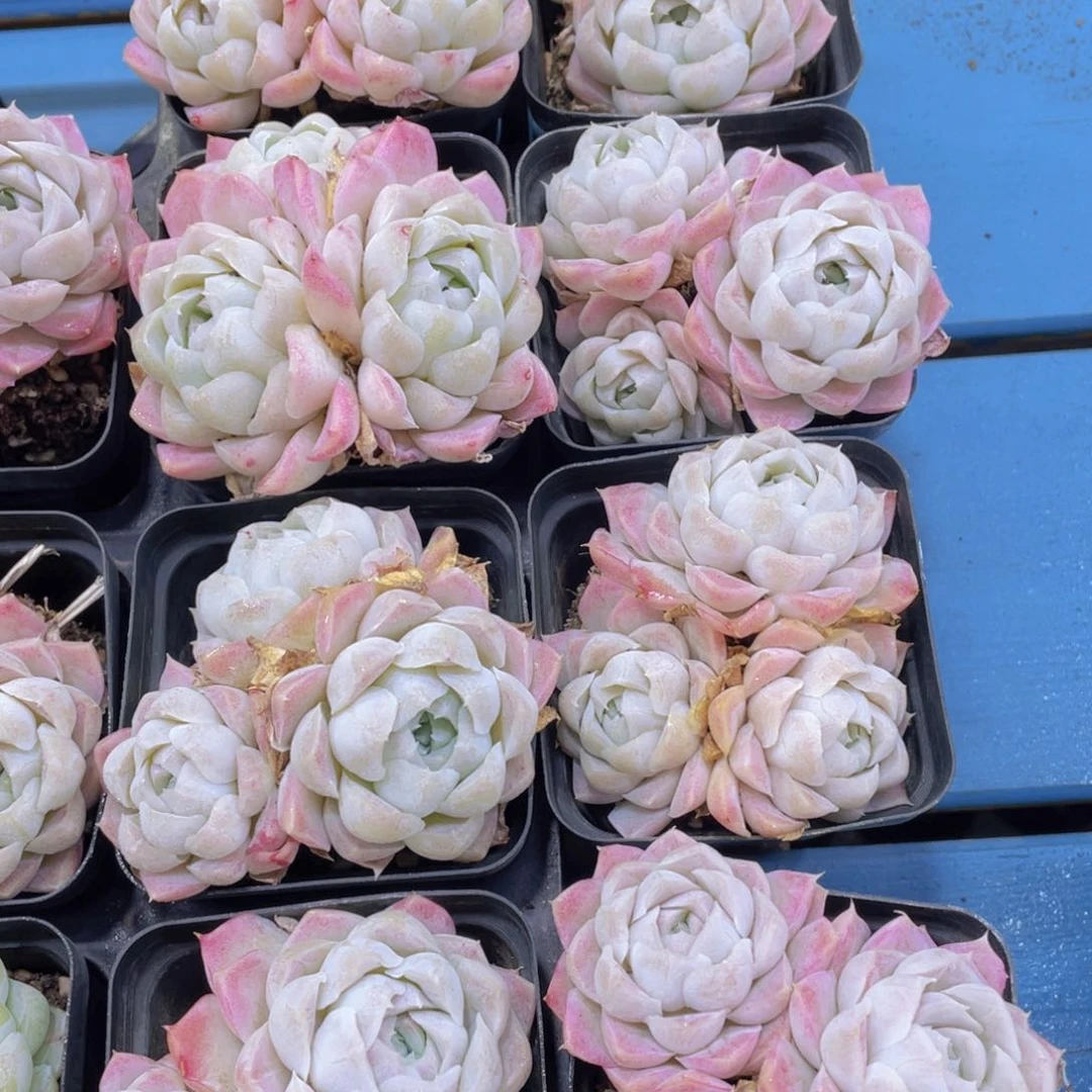 824号 奶油樱花白月影多头群一个