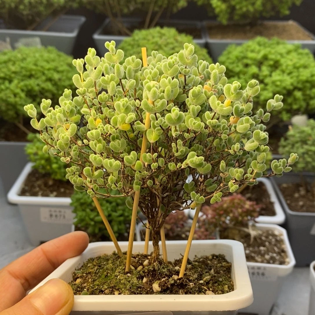 613莱斯枝干番杏