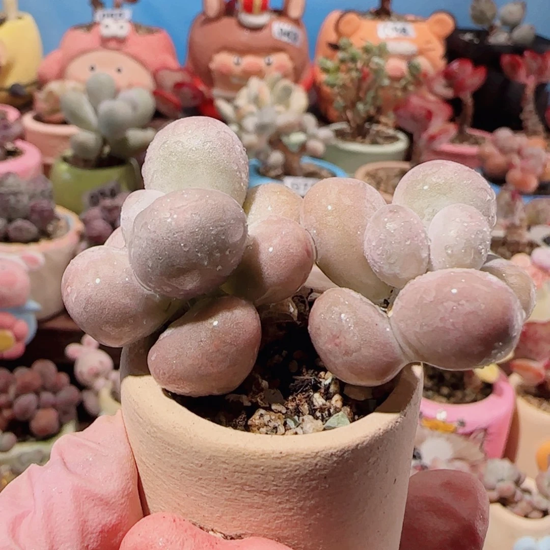 T圆圆蛋黄盆口2.5cm