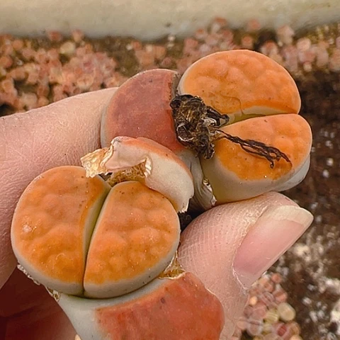 20270团团圆圆呀