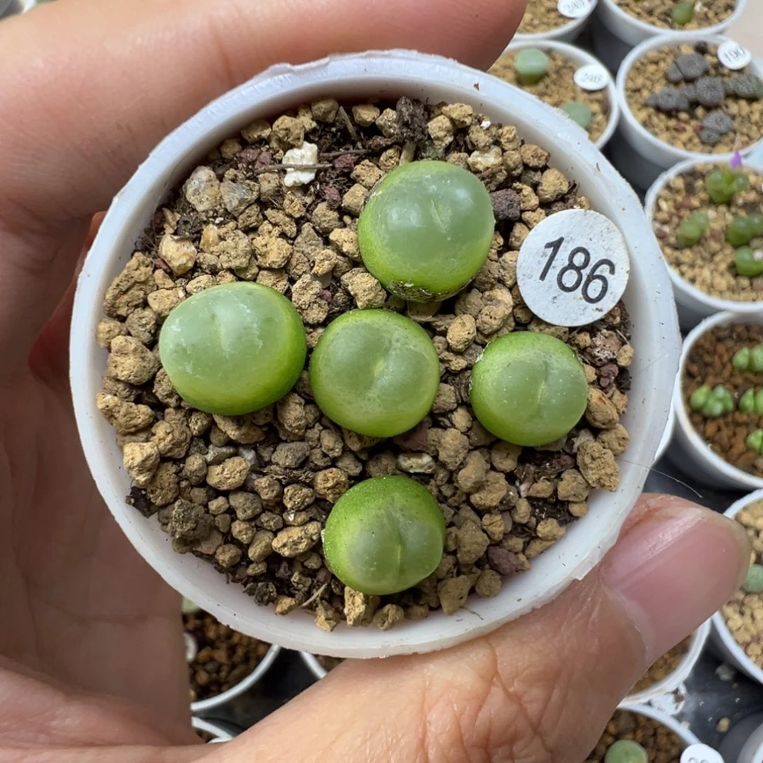 拉登5颗带盆土1860000