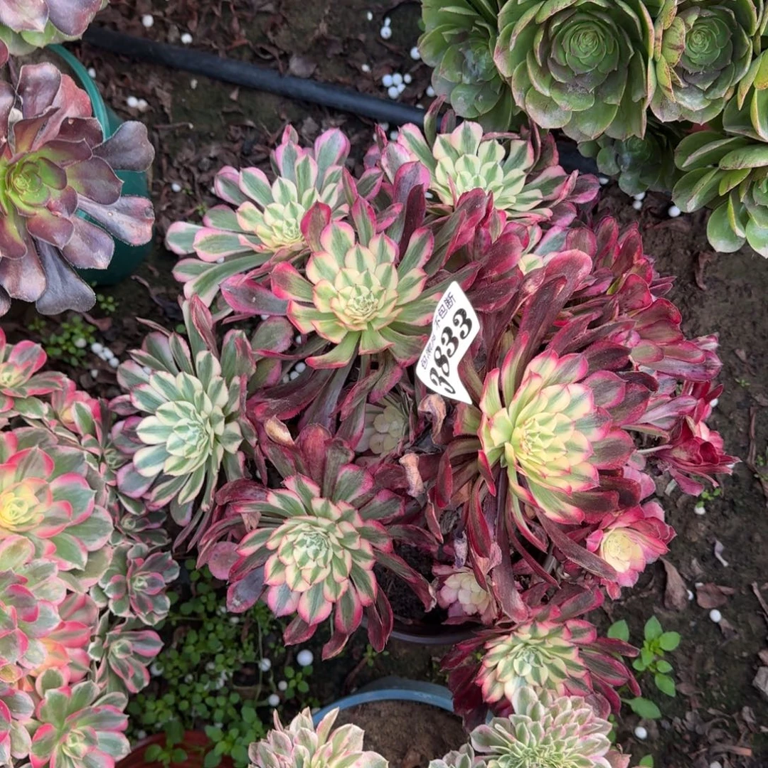 法师红铜白3822 18-5