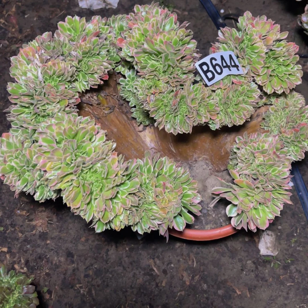 白凤法师26////////47包邮