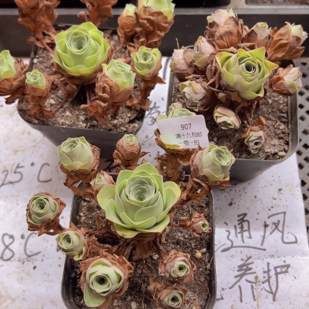 907 侧牙掉了不包损无售后