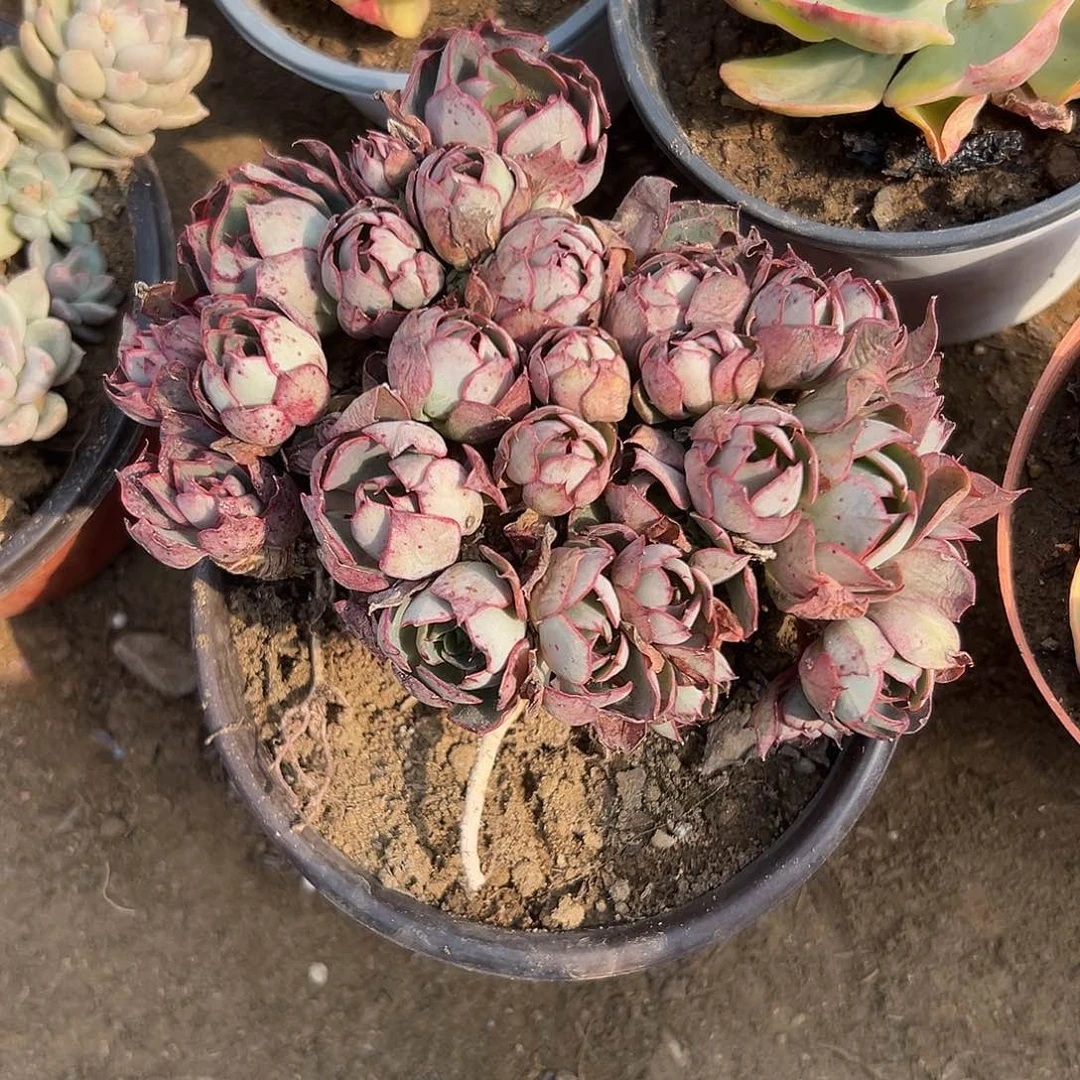 N****゛多肉植物爱火老庄