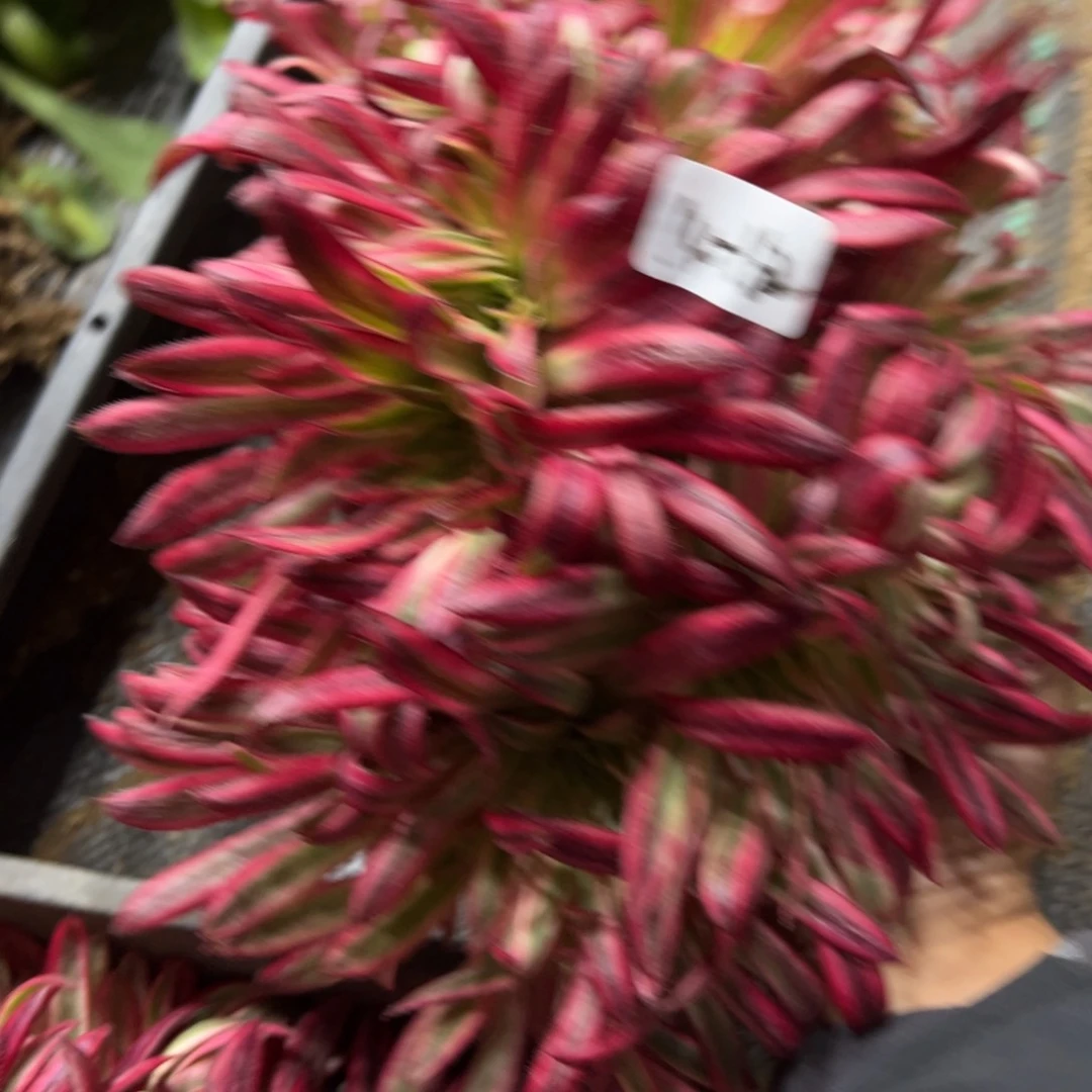 162朱雀追多肉植物