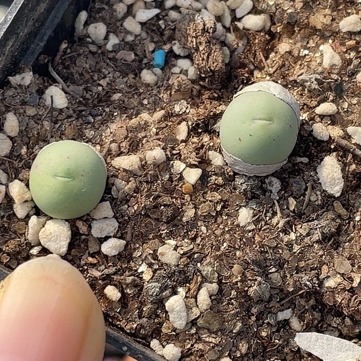 24-11小鸽子蛋多肉植物