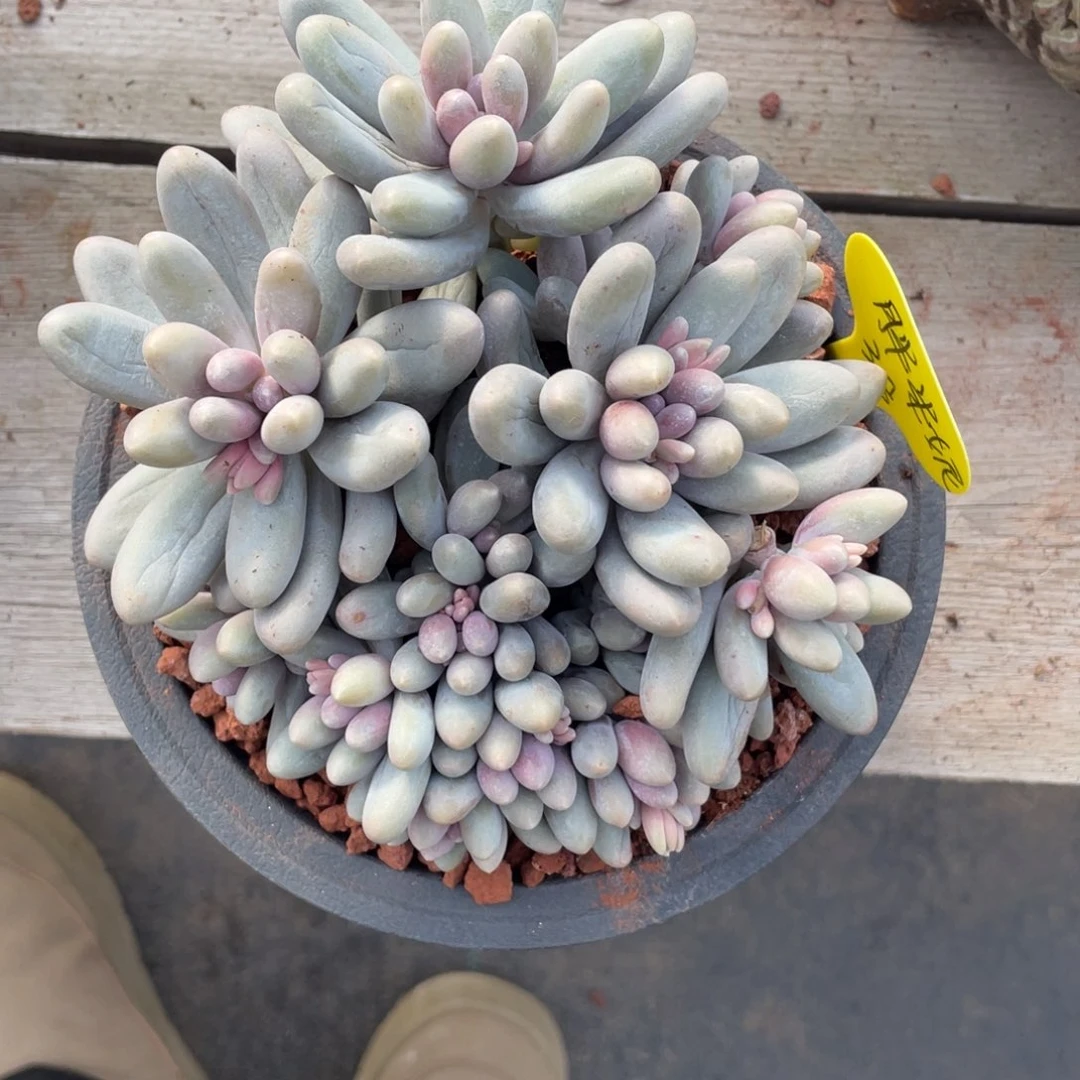 胖*妮汤圆群生一个无砍38多肉