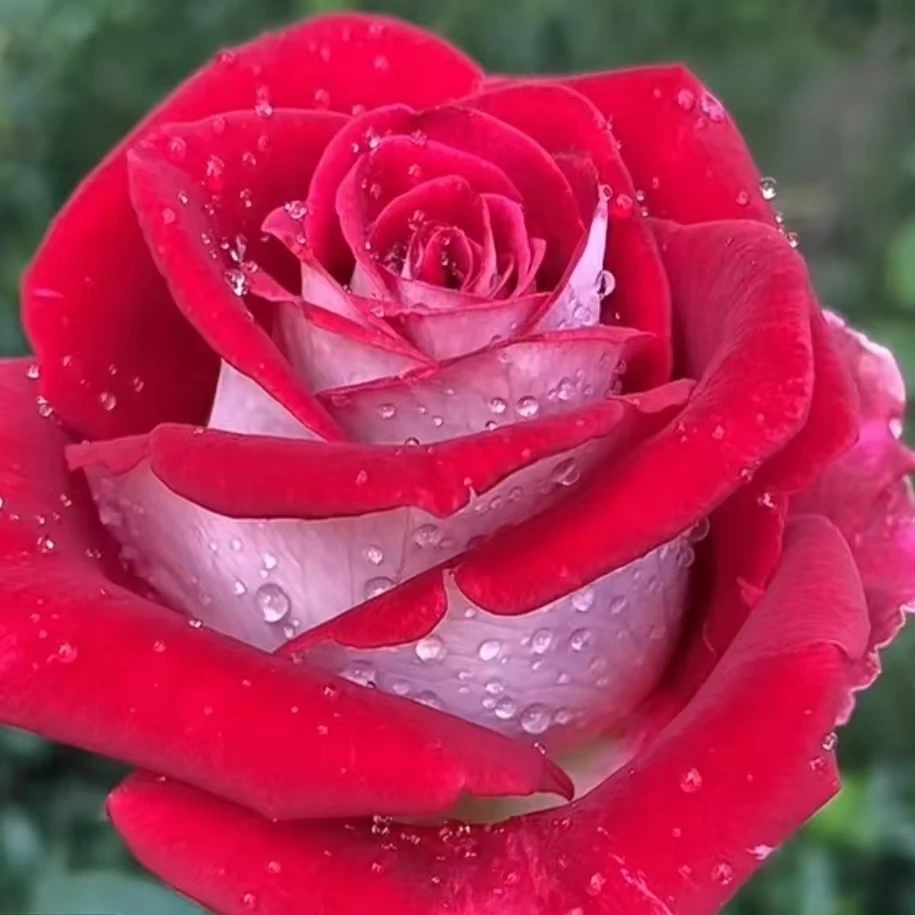 《情书+蜜桃雪山》阿木 春季精品露天月季四季开花耐寒耐热