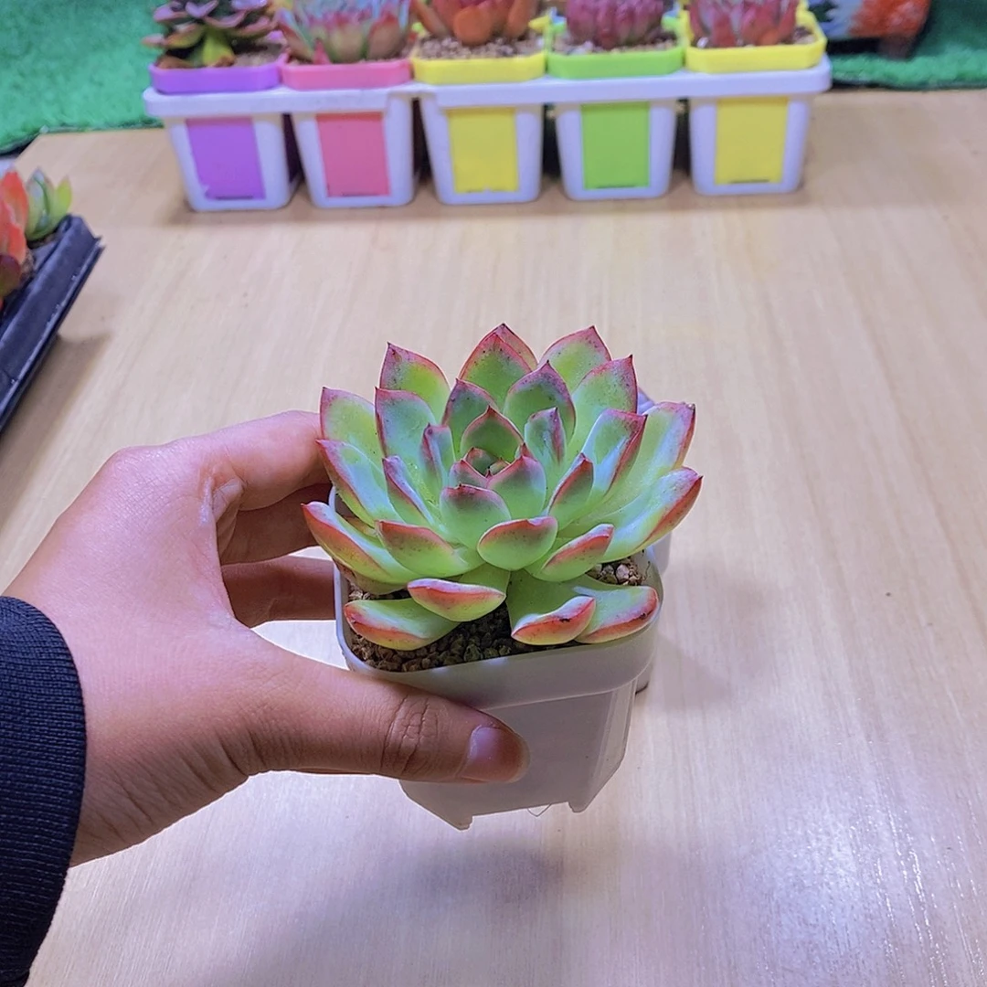 无花朵多肉植物 樱桃单颗送盆