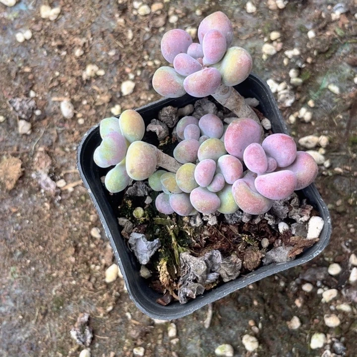 下***见一物一拍满18包邮