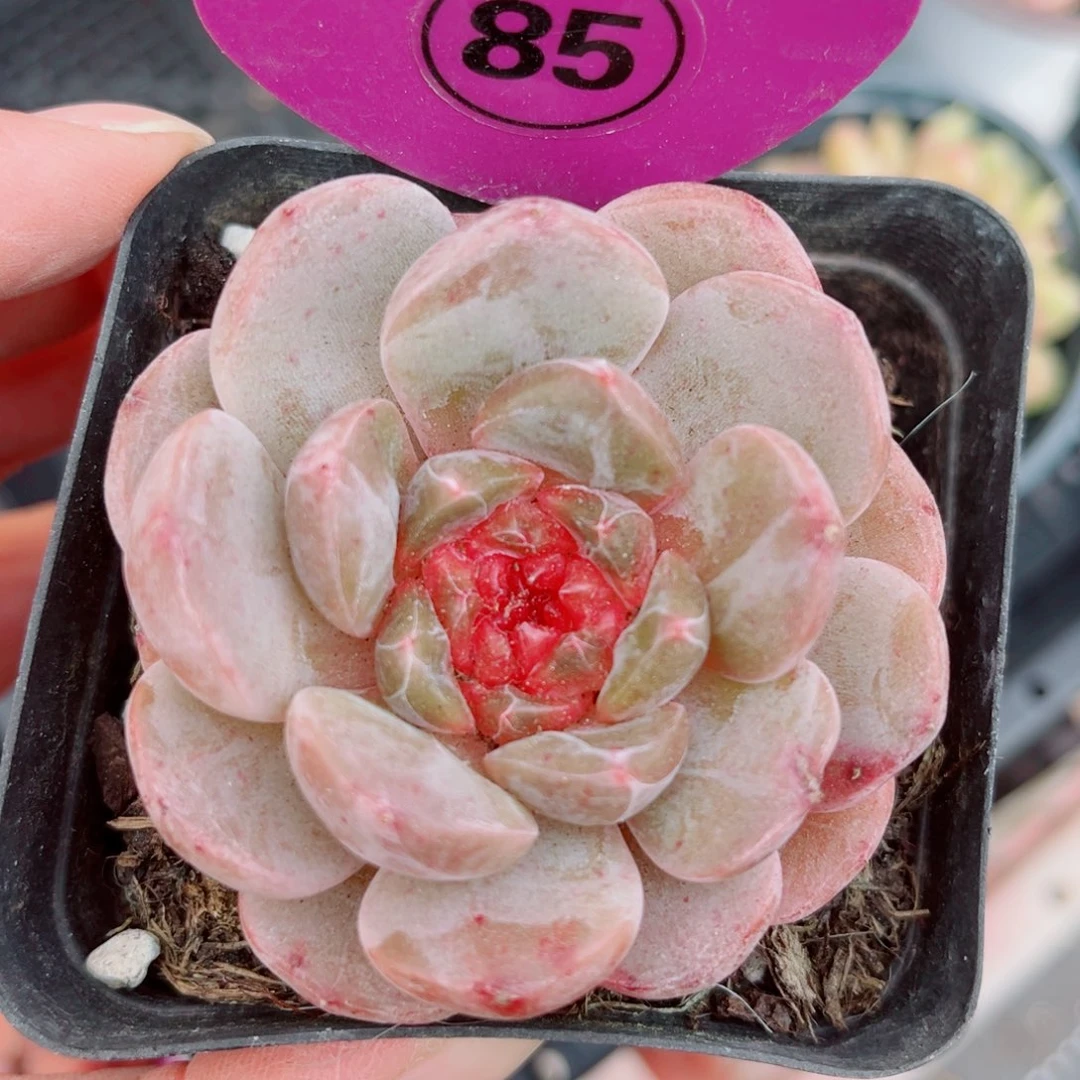 85号新品珍妮单头