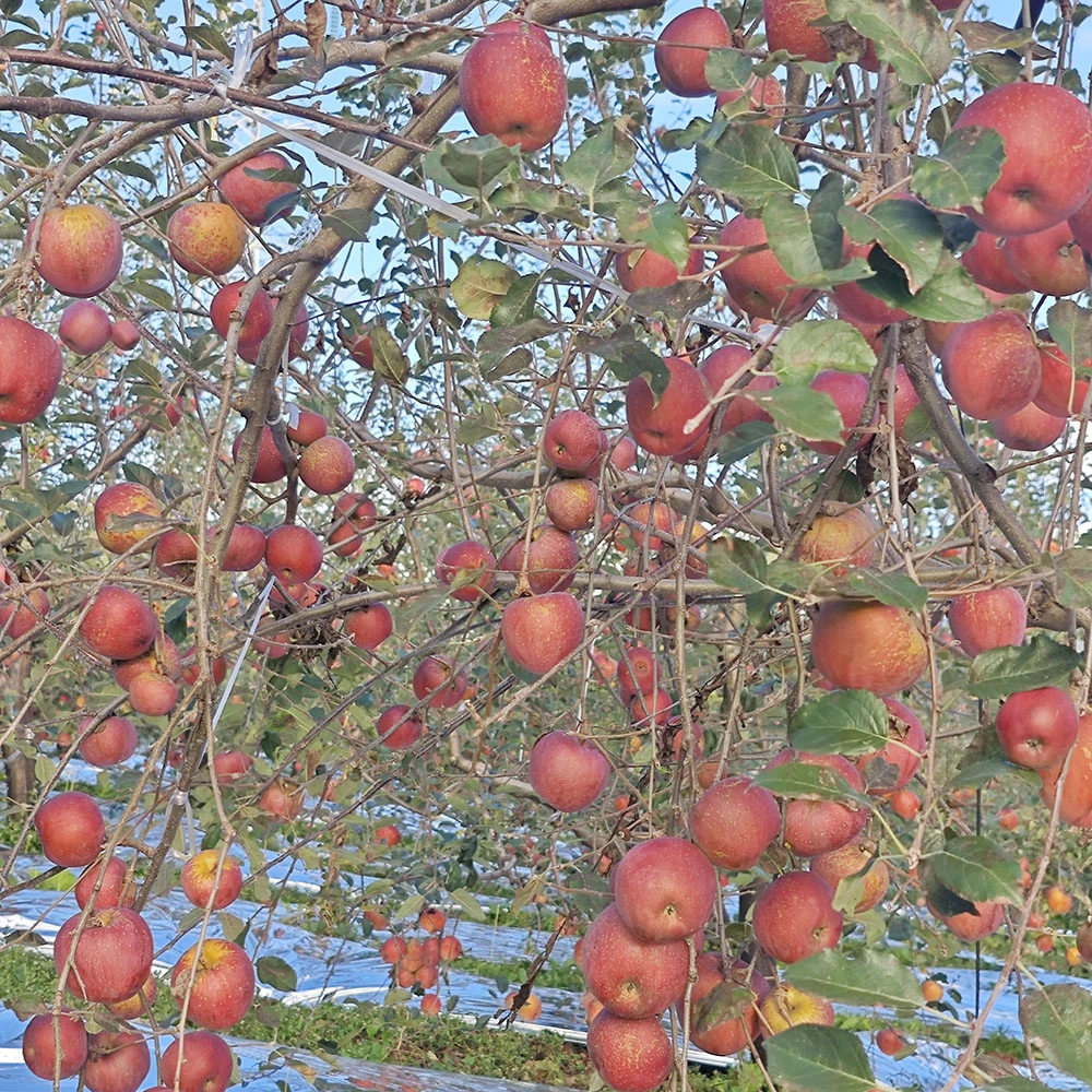 双11特惠】大凉山丑苹果应季新鲜水果产地直发盐源糖心丑苹果脆甜