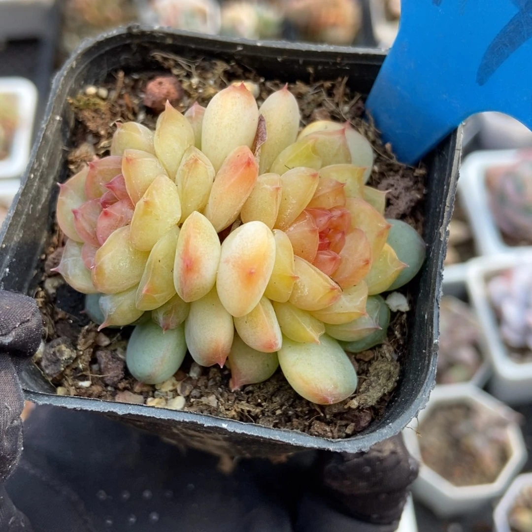 6148冰魄多肉植物保护