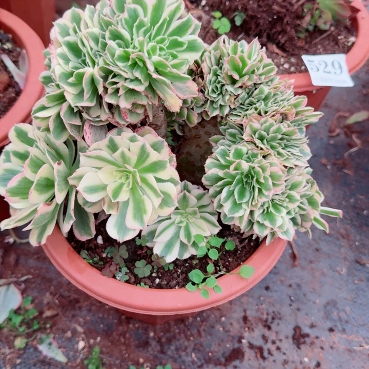 532迈巴赫缀化多肉植物满28包邮