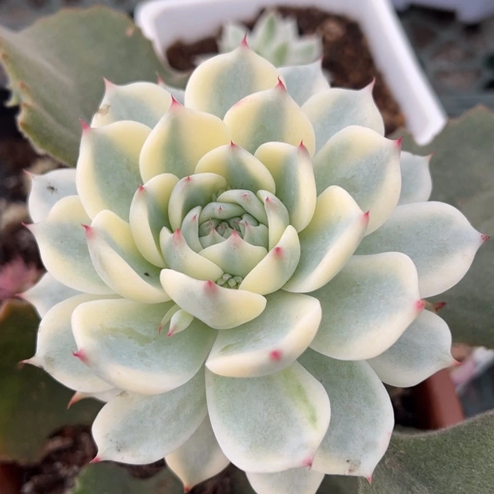 吉娃娃锦一物一拍锦龙
