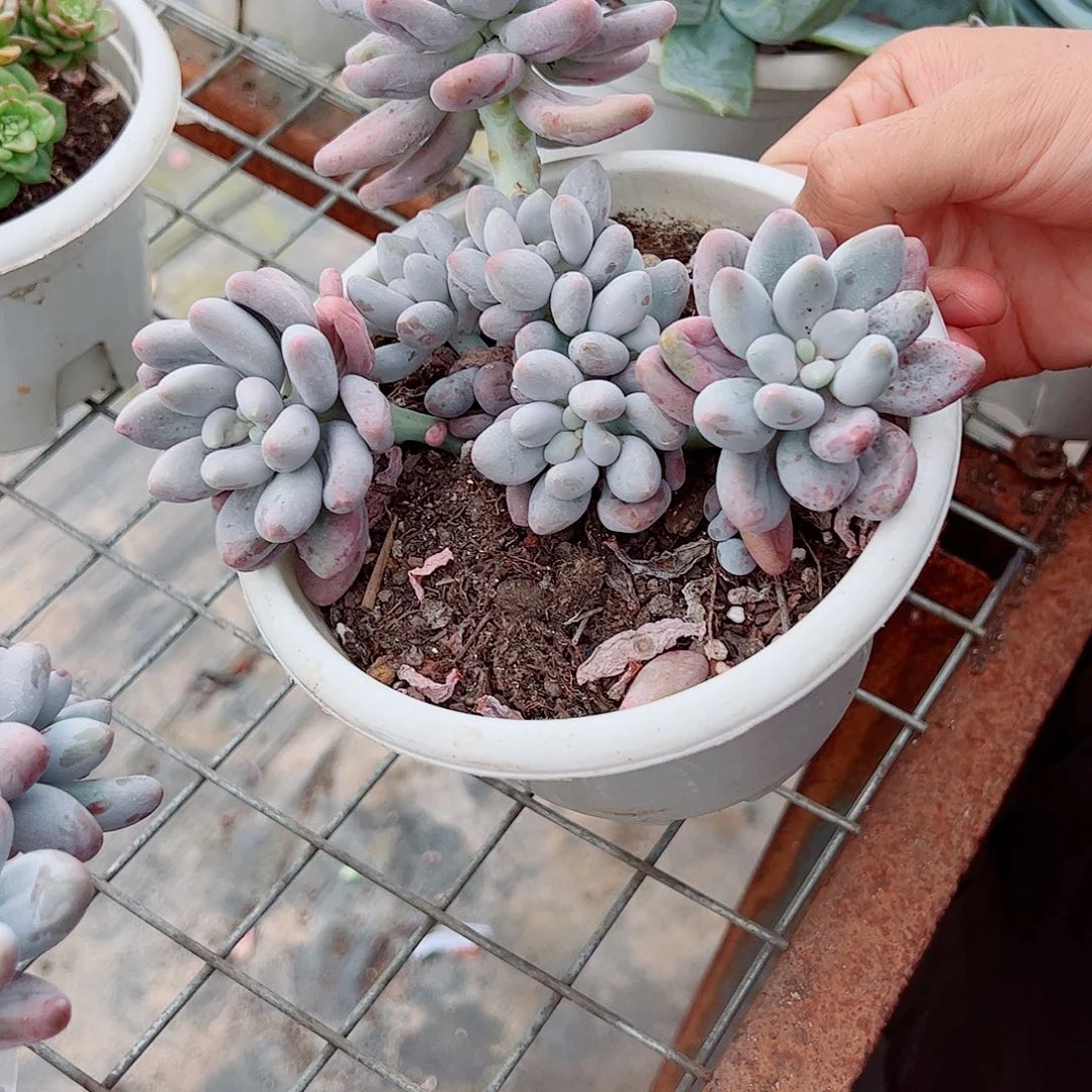 汤圆多头多群生老桩