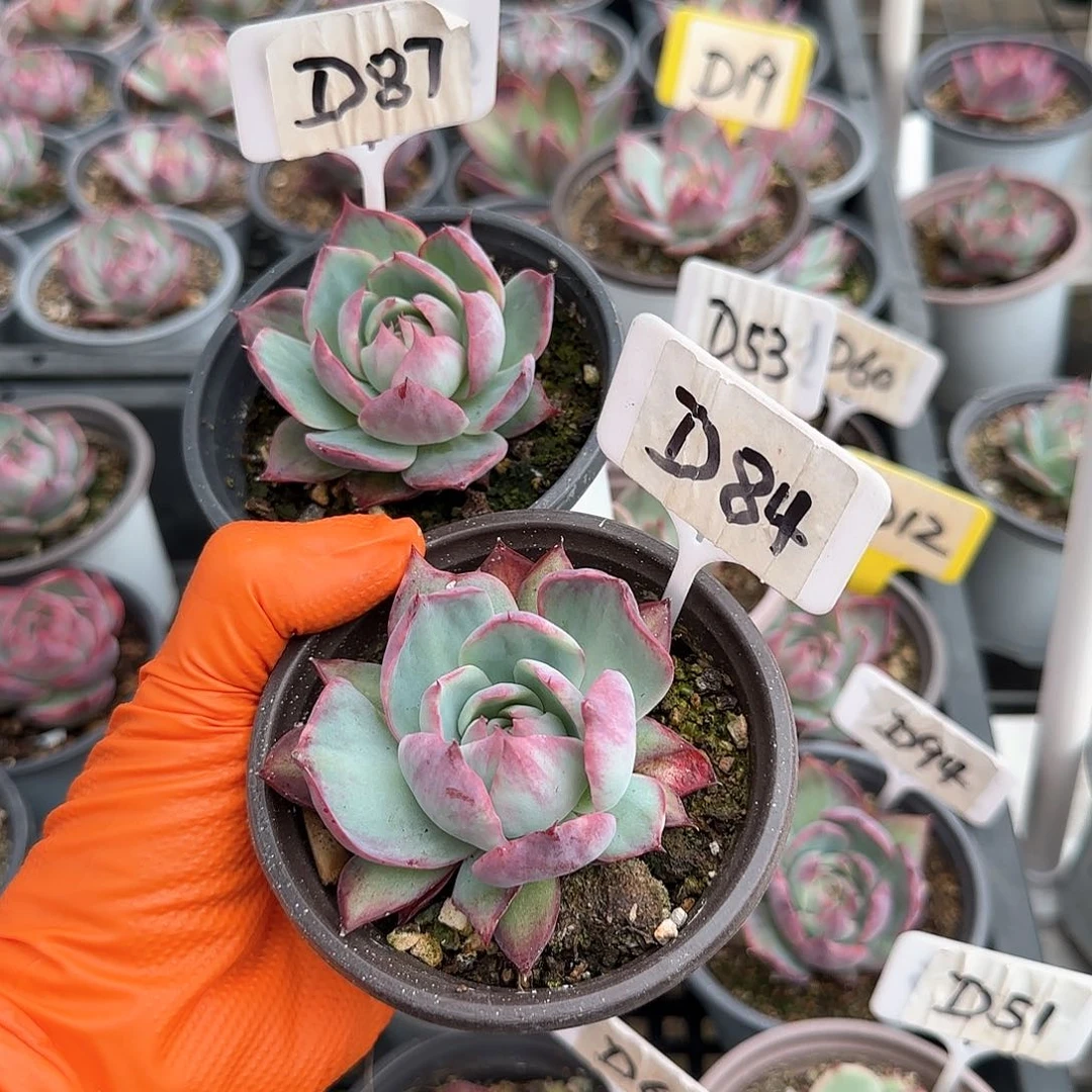 坠*儿D87-84惊鸿单头多肉