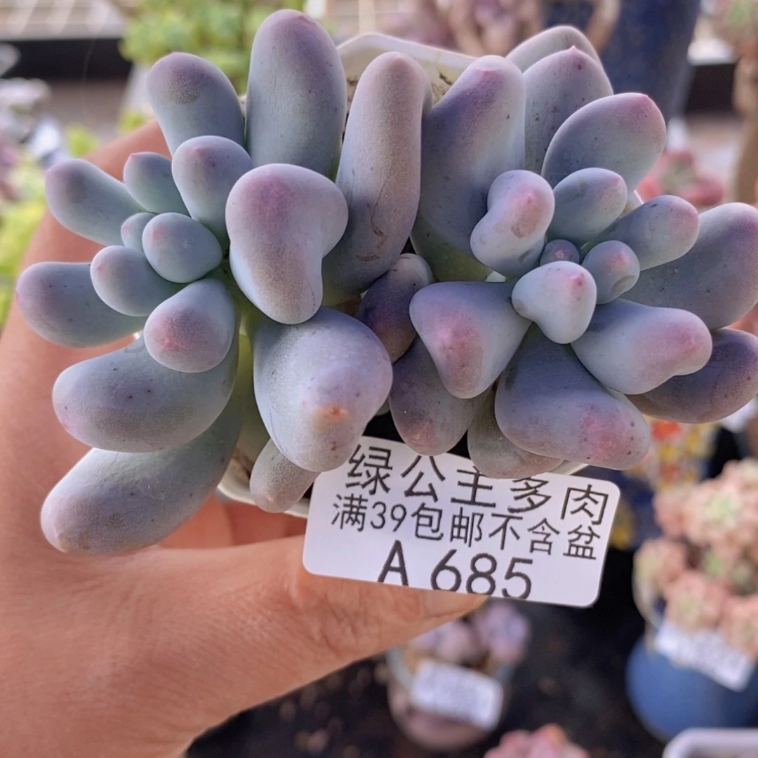 米可7cm685多肉植物