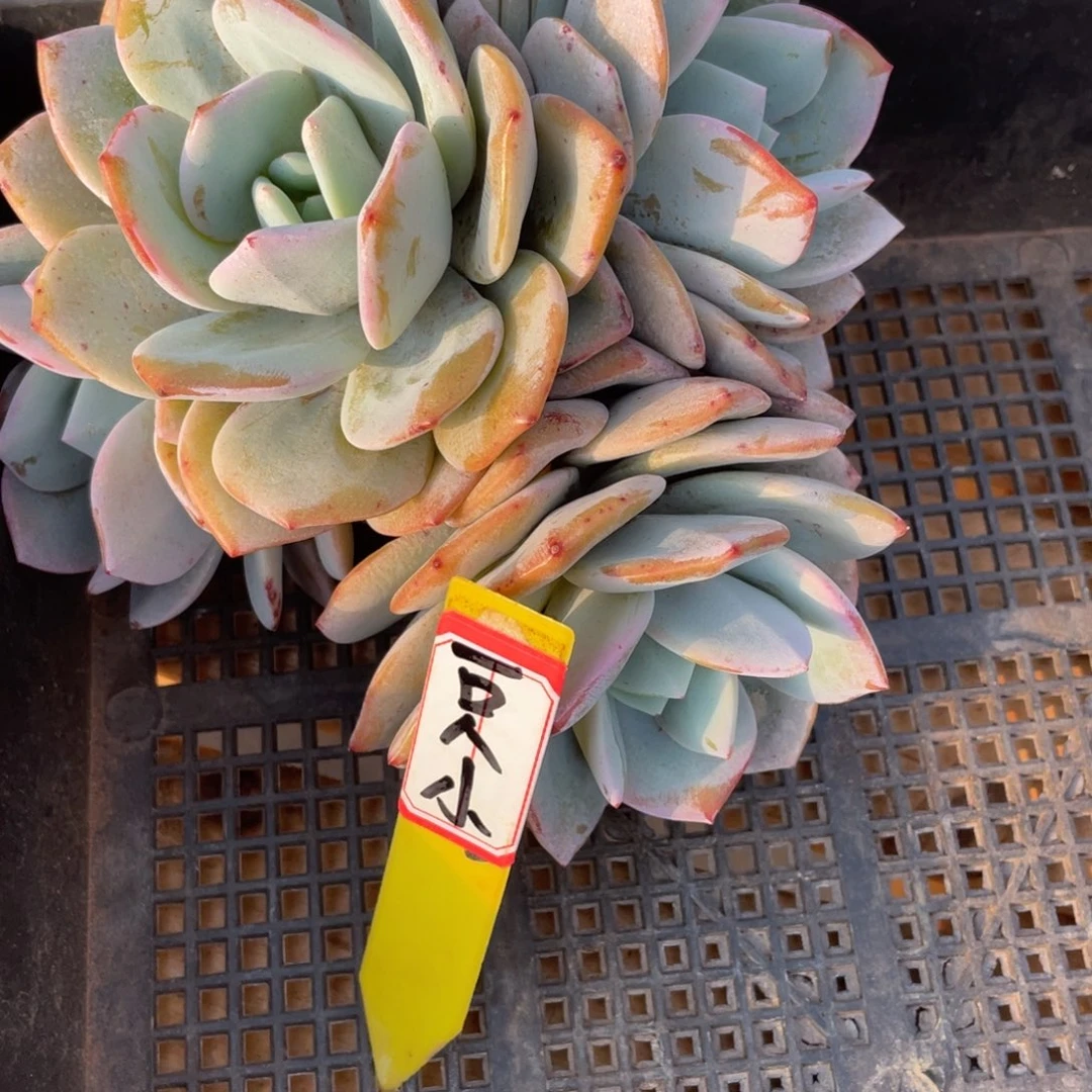 一***鸟姐姐都这么辛苦这么